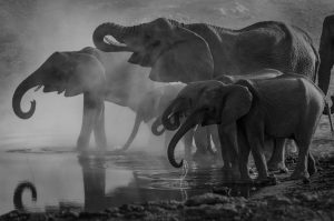 Elephants at a watering hole in Namibia